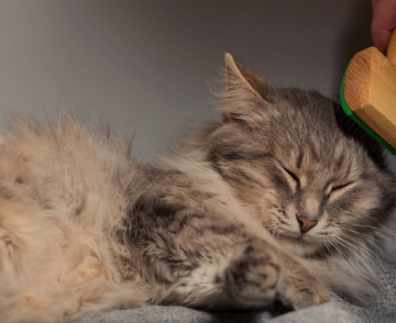 Prodotti per l’igiene e la cura<br> del pelo di cani e gatti